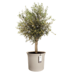 june tulip 58cm greige